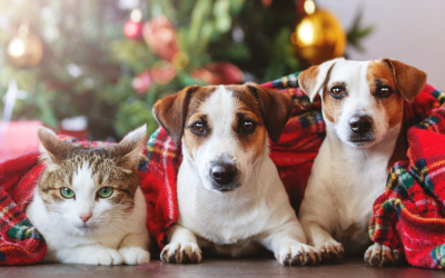 Cuida de tu mejor amigo en Navidad: 3 Consejos para aliviar la ansiedad de tu mascota con Beslan Healthy Pets