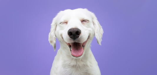 El cuidado de los dientes de tus mascotas