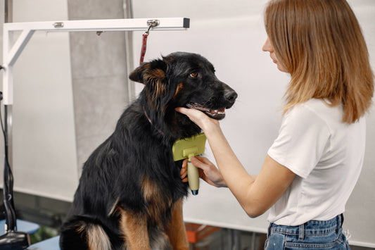El cambio de pelaje en las mascotas y cómo minimizar sus efectos en casa
