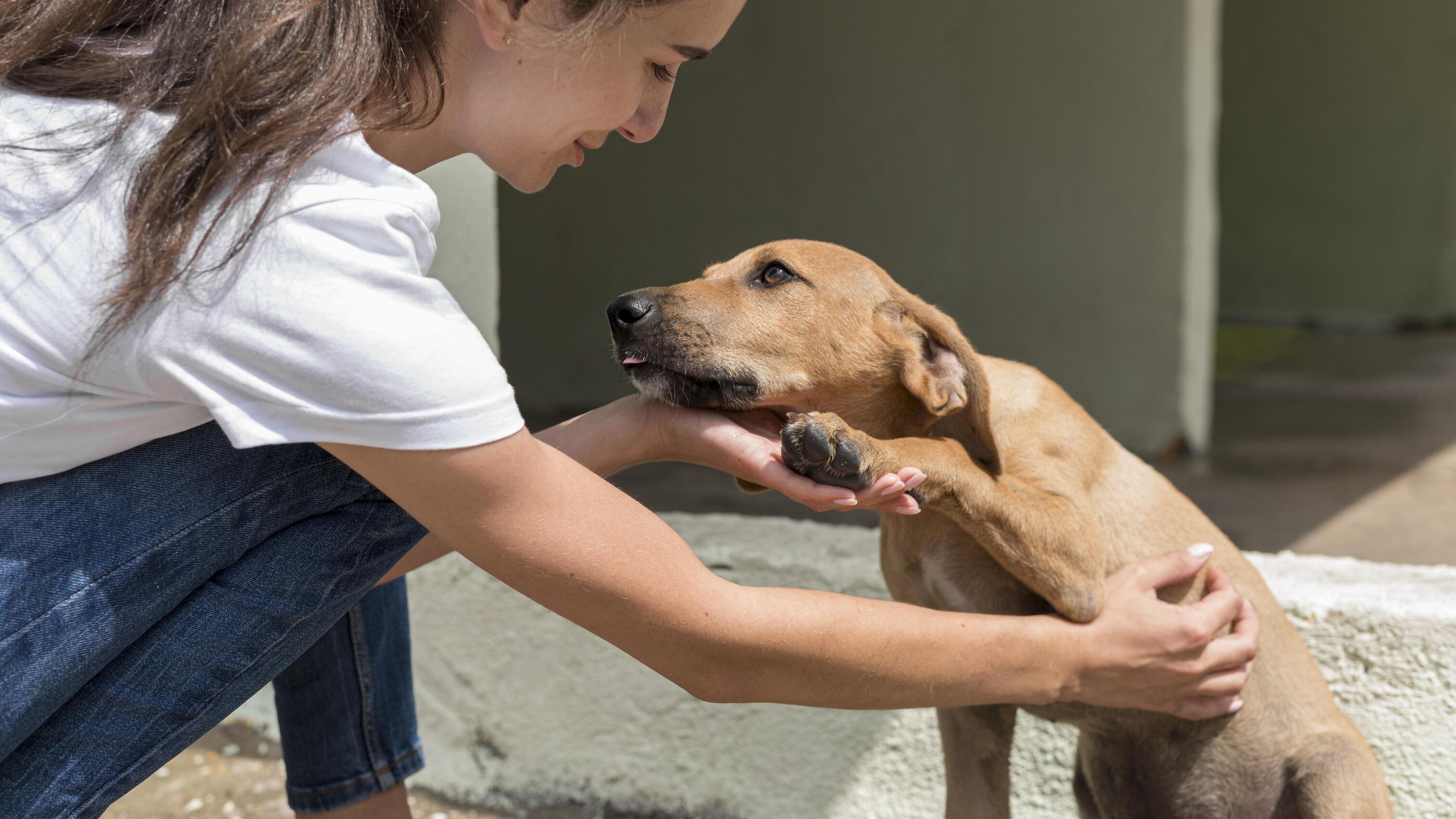 puedes entrenar a un perro adoptado