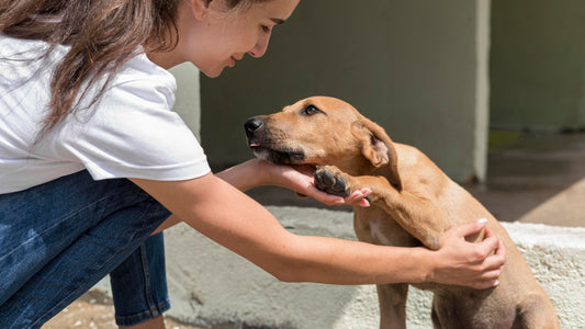 ¿Por qué adoptar un perro o gato es la mejor decisión que puedes tomar?