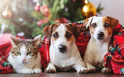 Cuida de tu mejor amigo en Navidad:  3 Consejos para aliviar la ansiedad de tu mascota con Beslan Healthy Pets