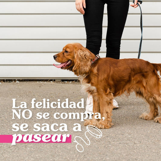 Más que amigos: El impacto positivo de tener una mascota en nuestra salud mental
